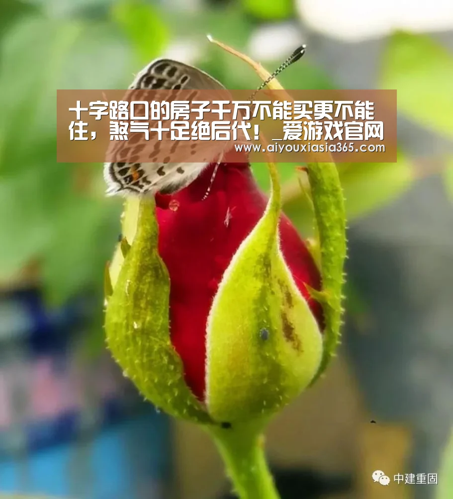 十字路口的房子千万不能买更不能住,煞气十足绝后代!_爱游戏官网(图3) 爱游戏赛事